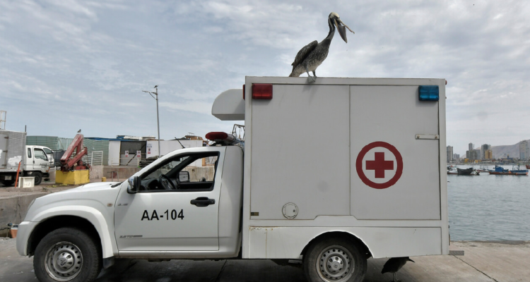“Queremos hacer un llamado a la calma”: Gobierno tras caso de influenza aviar en Valparaíso