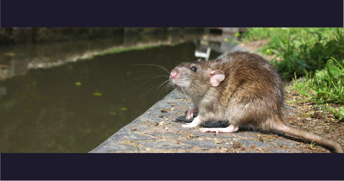 Los roedores de la variedad rata marrón común, Rattus norvegicus, contagian a los humanos