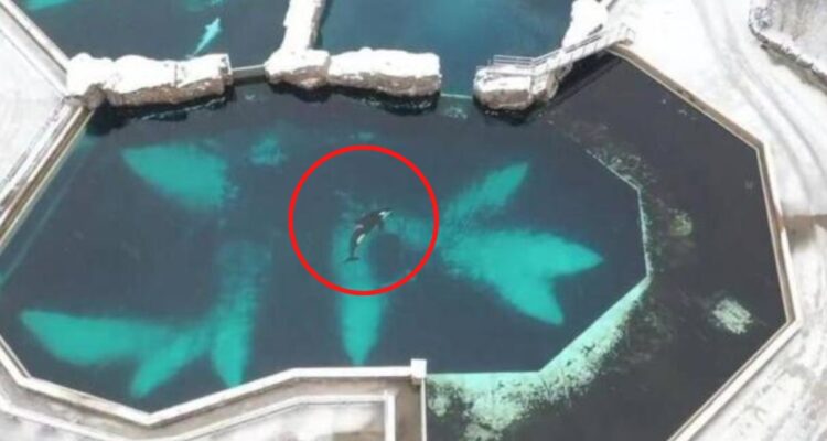 Video registra la triste vida de Kiska, la orca más solitaria del mundo