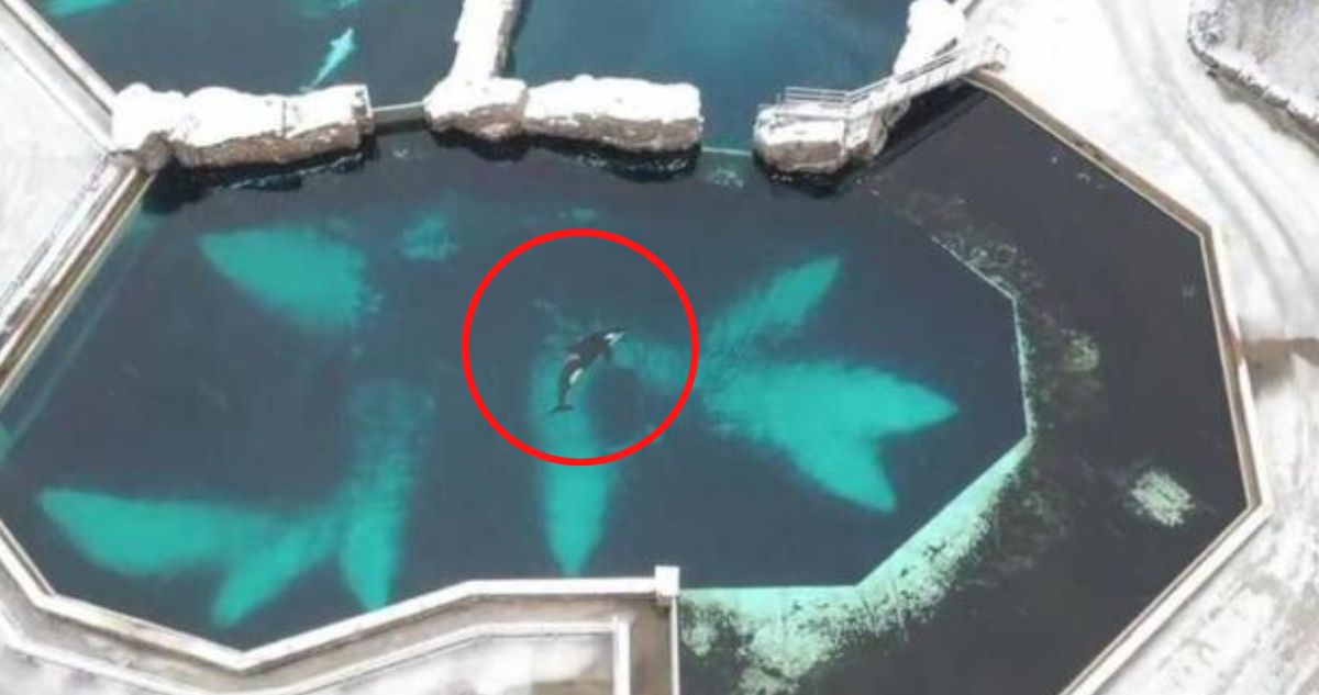 Video registra la triste vida de Kiska, la orca más solitaria del mundo