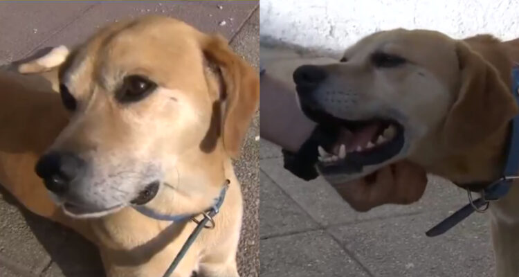 La historia de Domeyko, el hachiko chileno que esperó a su dueño fallecido en un Cesfam