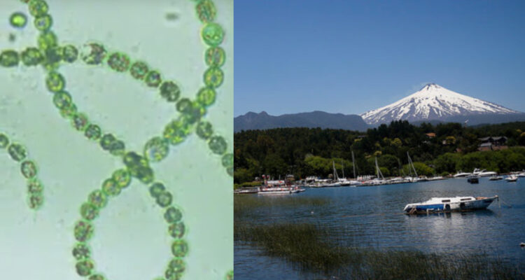 Detectan algas microcistinas en el lago Vllarrica