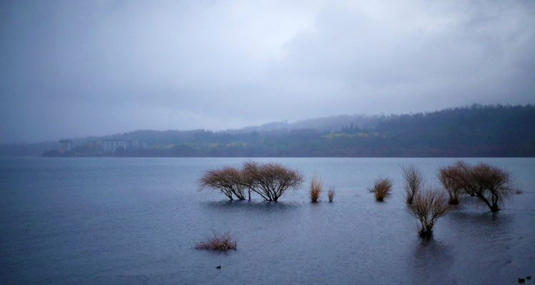 lago Villarrica algas