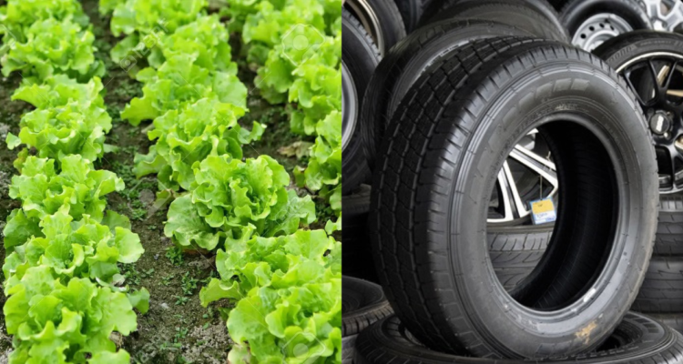 Lechugas y neumaticos
