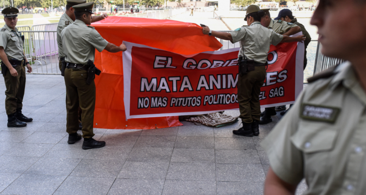 SAG protesta león muerto