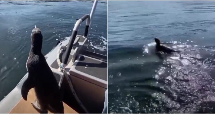 Liberan pingüino magallánico que varó en lota