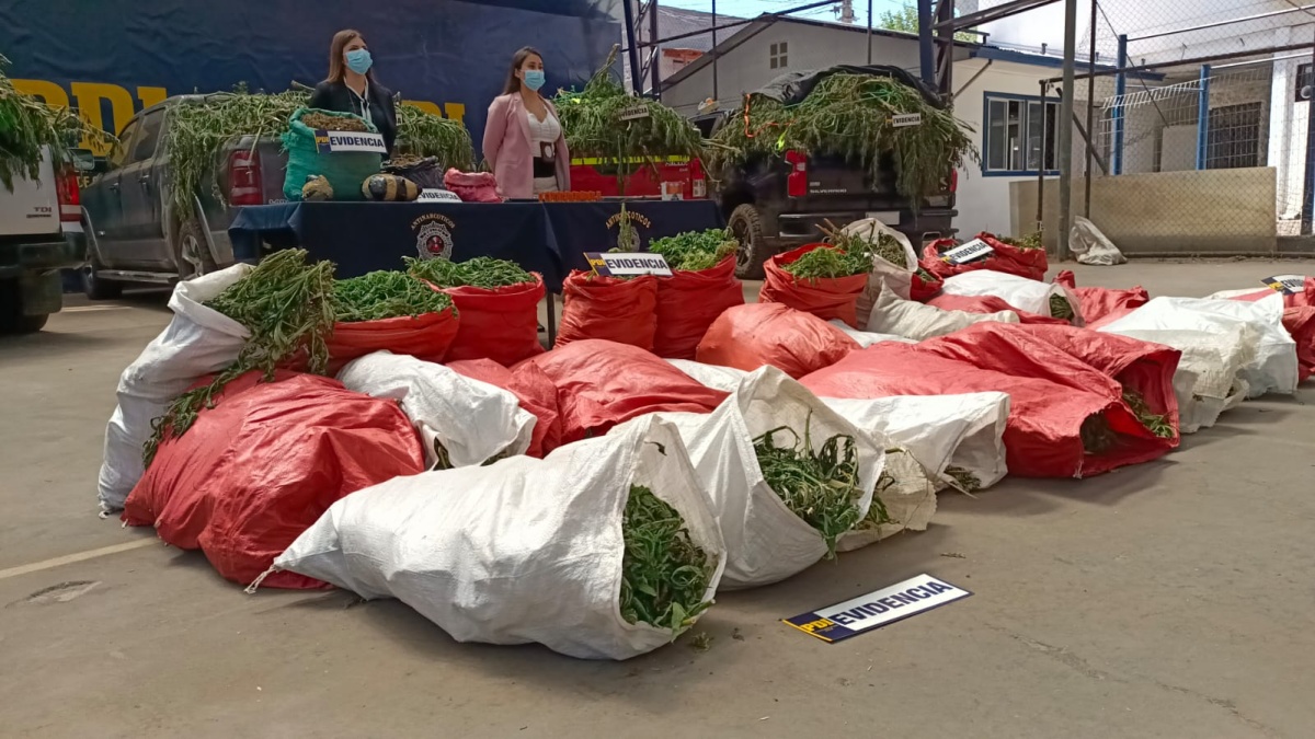 Dos detenidos por plantación de miles de plantas de marihuana en Quilimarí: droga se vendía en la RM