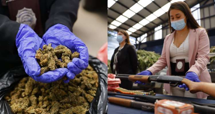 Dos detenidos por plantación de miles de plantas de marihuana en Quilimarí: droga se vendía en la RM