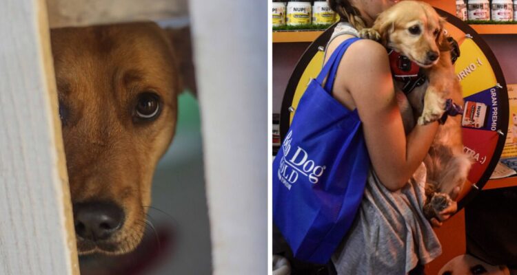 Cámara de Diputados pide a Boric crear plan de esterilización y cementerio público para mascotas