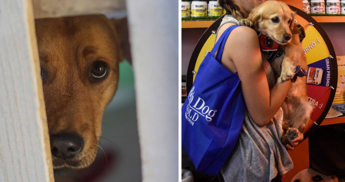 Cámara de Diputados pide a Boric crear plan de esterilización y cementerio público para mascotas