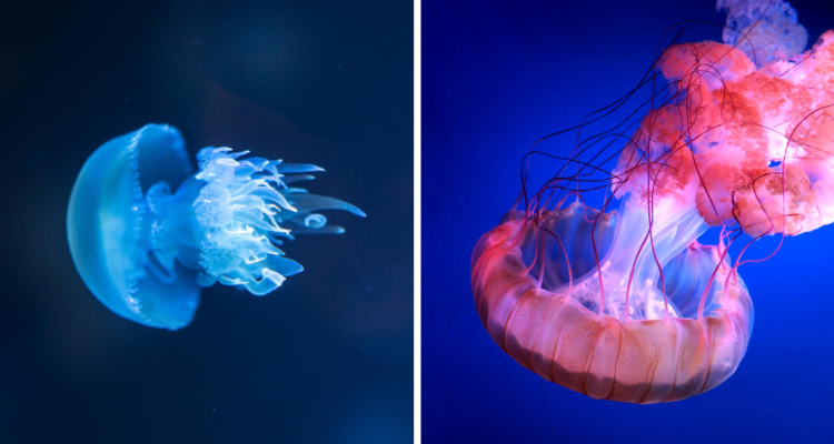 Fotografías de medusa en referencia a la temporada de medusas en verano y cómo actuar ante una picadura