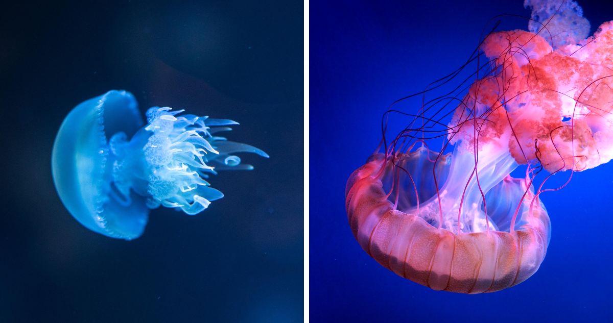 Fotografías de medusa en referencia a la temporada de medusas en verano y cómo actuar ante una picadura
