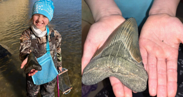 Niña de 9 años encuentra diente de Megalodón