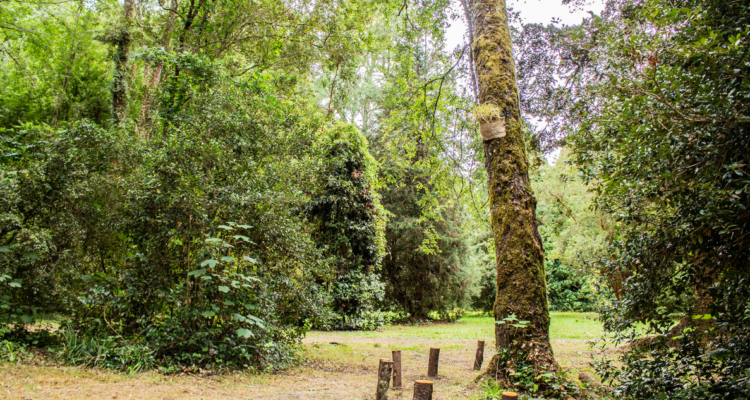 nuevo sendero en Jardín Botánico de la UACh