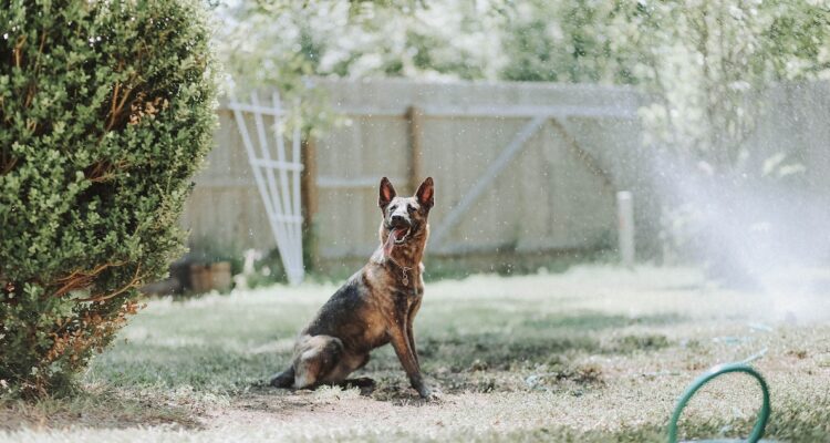 El pastor belga es la raza de perro más inteligente, según un estudio