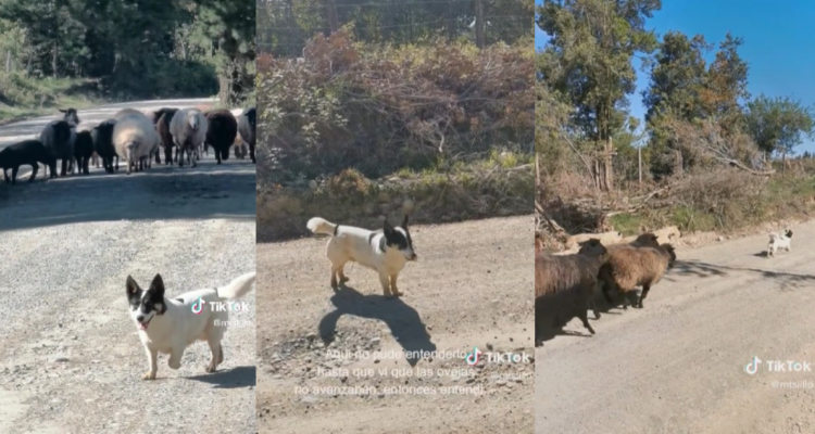 Perrito chileno es viral por ovejas