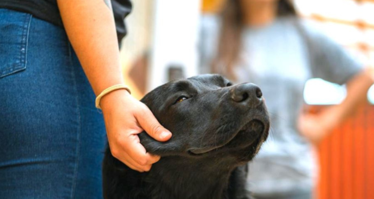 Perro abusado sexualmente en Coquimbo busca hogar