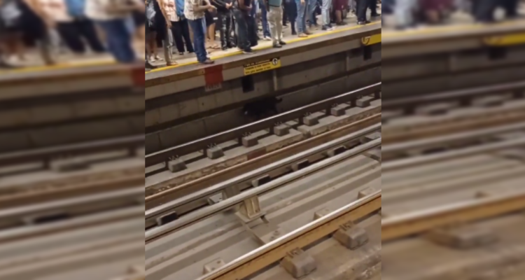 Perrito que recorre la Línea 4 del Metro genera problemas en traslado de capitalinos