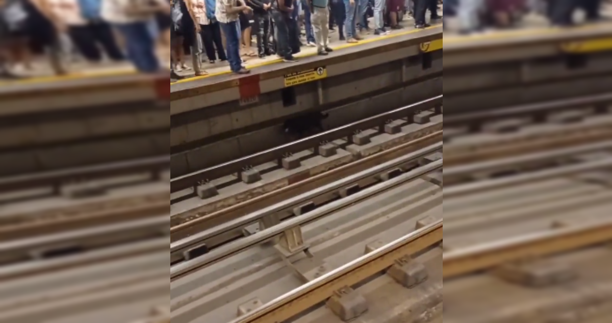 Perrito que recorre la Línea 4 del Metro genera problemas en traslado de capitalinos