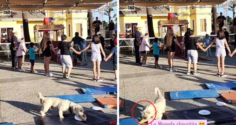 Quinta Normal perro pizza