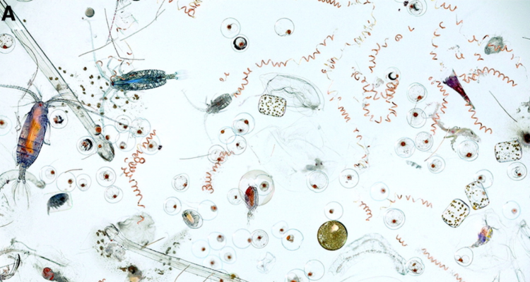 Fotografia referencial de plancton marino en referencia a organismo que se alimenta de virus|