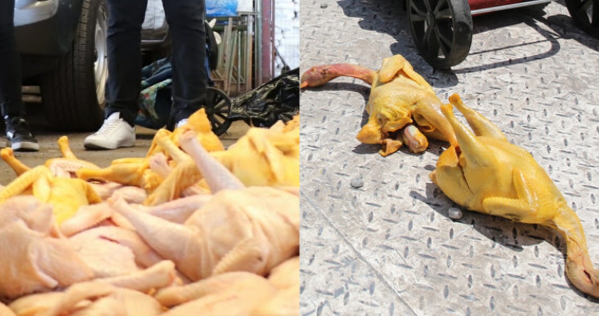 Incautan casi 200 kilos de alimentos al comercio ilegal en Recoleta: denuncian que pollos son pintados