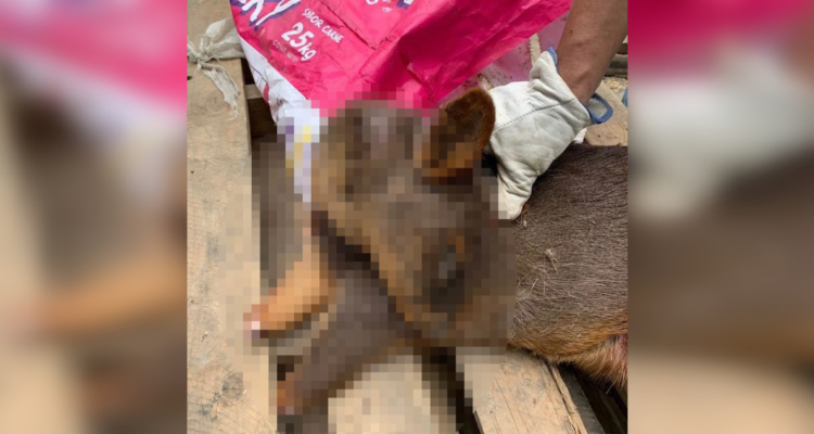 Mutilan y abandonan a pudú en la comuna de Castro: responsable se movilizaba en camioneta roja