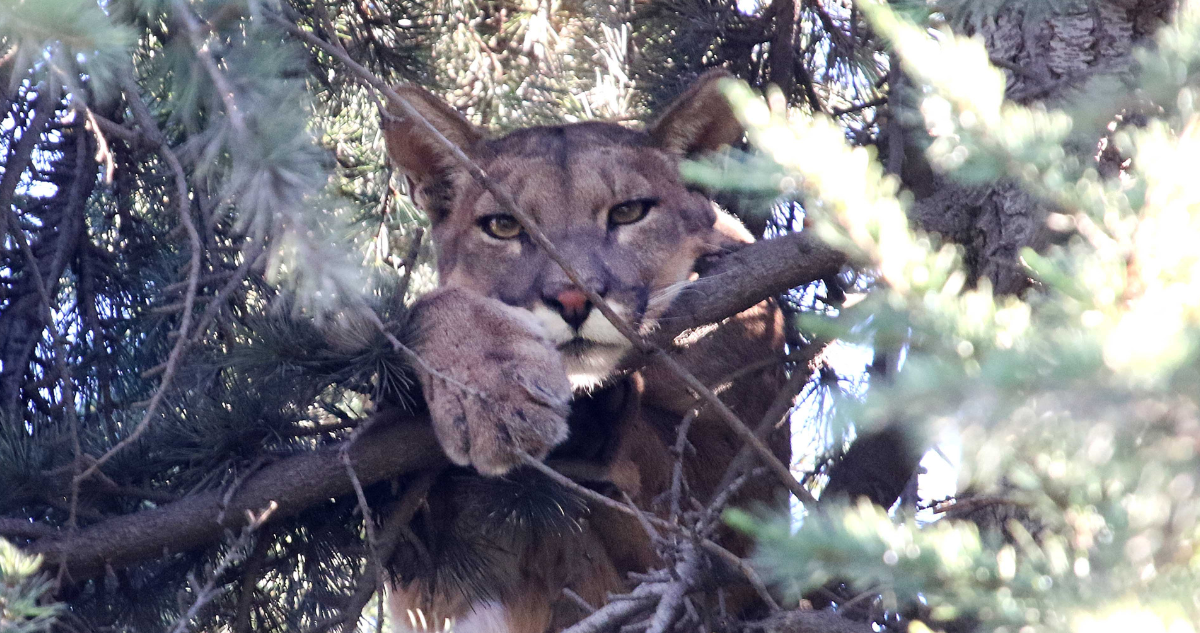 Denuncian ataque de puma a perros en sector rural de Valdivia: van tres canes heridos