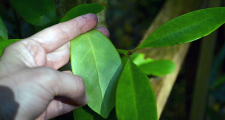 Fundación El Árbol y Ministerio de Medio Ambiente inician plan para proteger el Queule