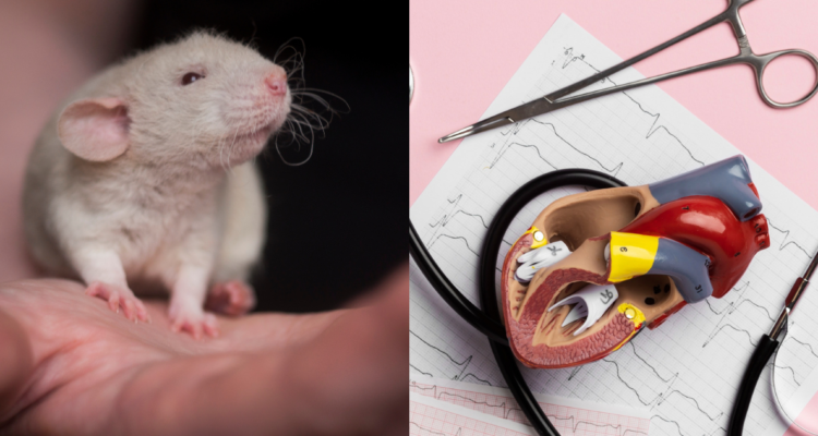 Rata blanca de laboratorio (izquierda) y réplica plástica de órganos. chileno réplicas órganos
