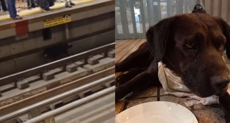 Final feliz: tras largas horas logran rescatar a perro que recorría la Línea 4 del Metro