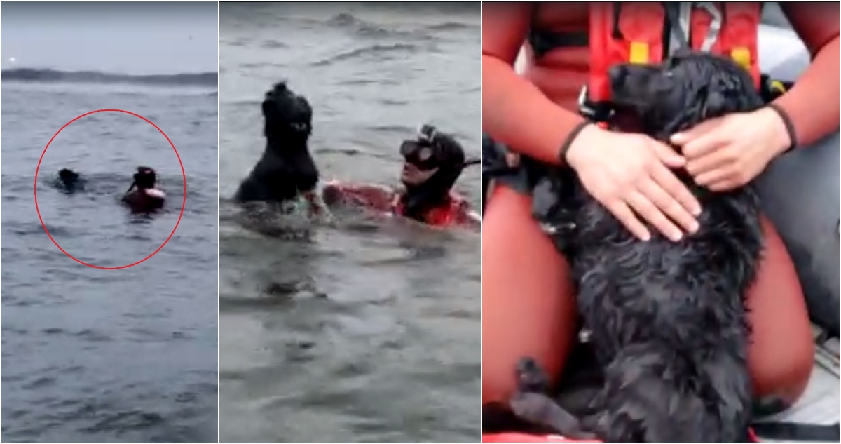 Rescate de perrito en desembocadura de río Bío Bío