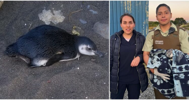Rescate de pingüino de Humbolfd