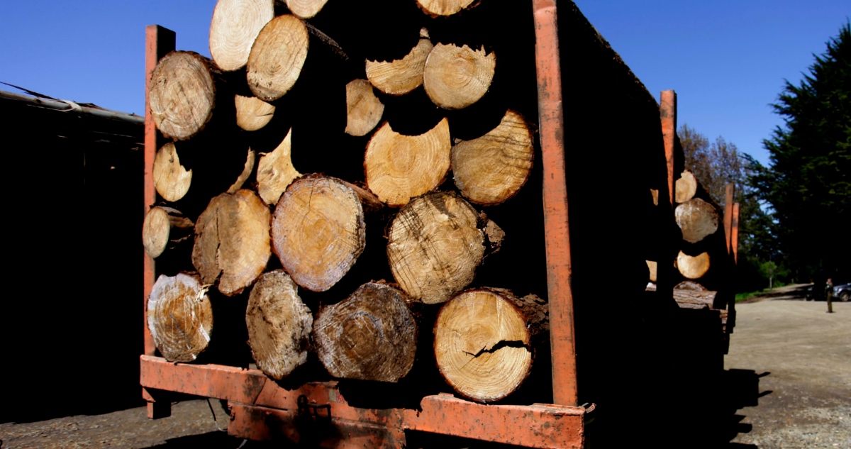 rechazan recurso de empresario acusado de robo de madera