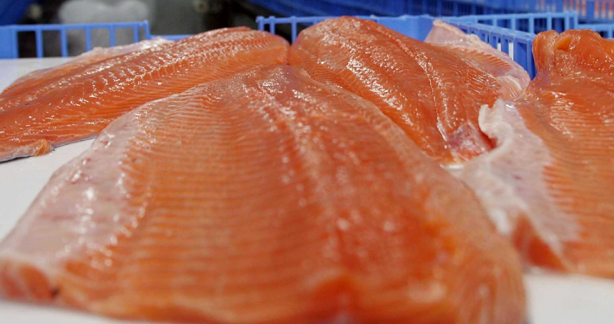 Salmonera noruega Nova Austral pierde permiso para operar en la Patagonia por eventual daño ambiental