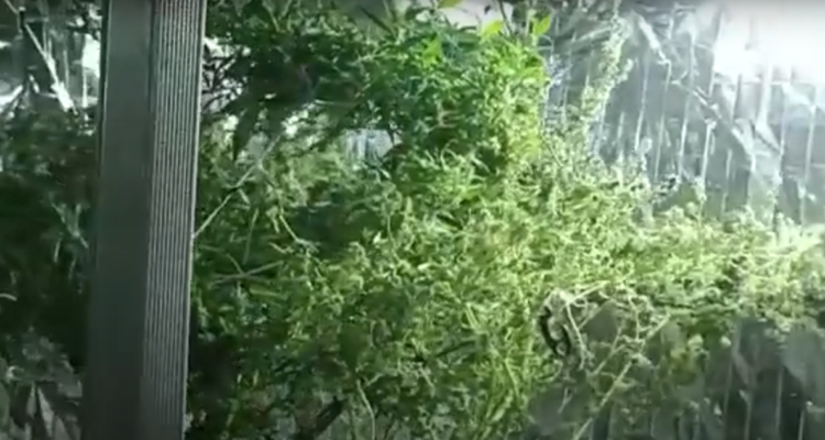 Tres detenidos por tráfico de droga en San Miguel: plantaban marihuana en laboratorio indoor