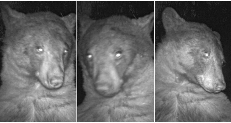 Oso negro se toma 400 fotos que parecen selfies