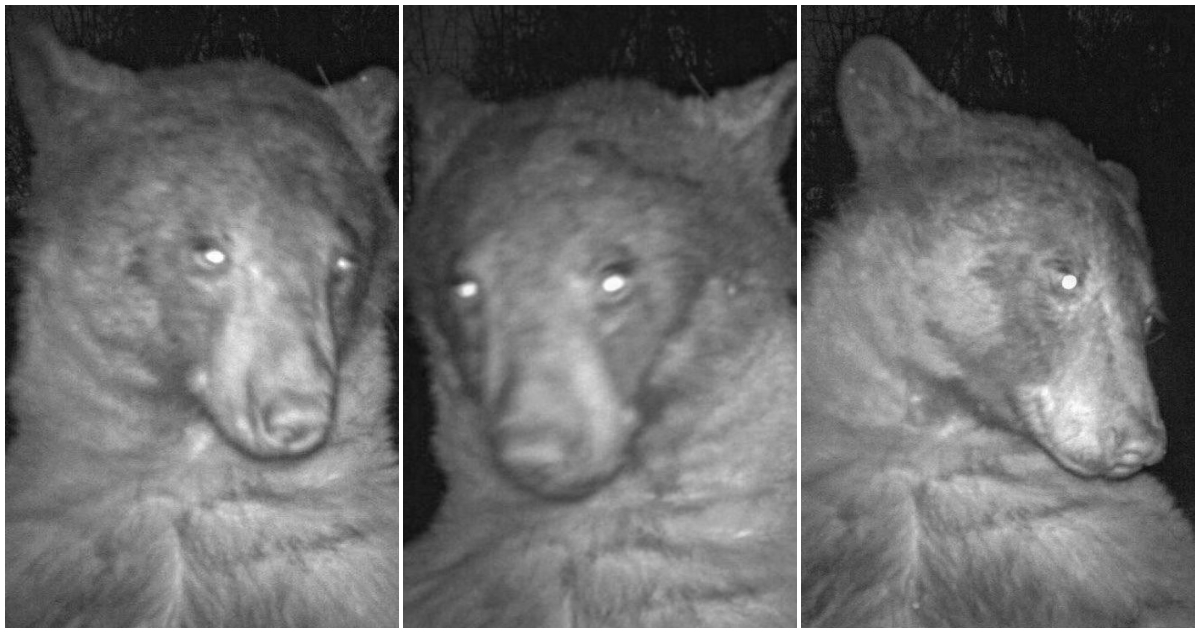 Oso negro se toma 400 fotos que parecen selfies