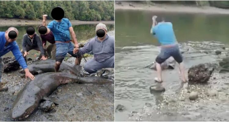 Matanza de tiburones en Chiloé