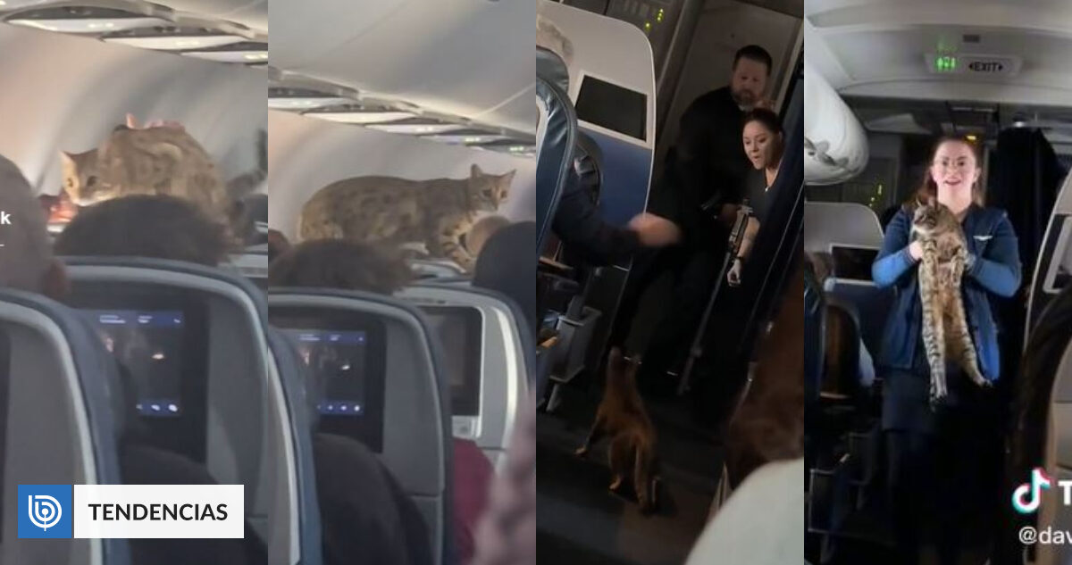 «¿Alguien perdió un gato?»: Mascota escapa de su jaula en pleno vuelo y se hace viral |  Sociedad