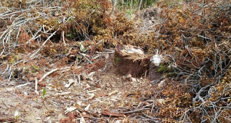 Denuncian tala ilegal en Alto La Paloma