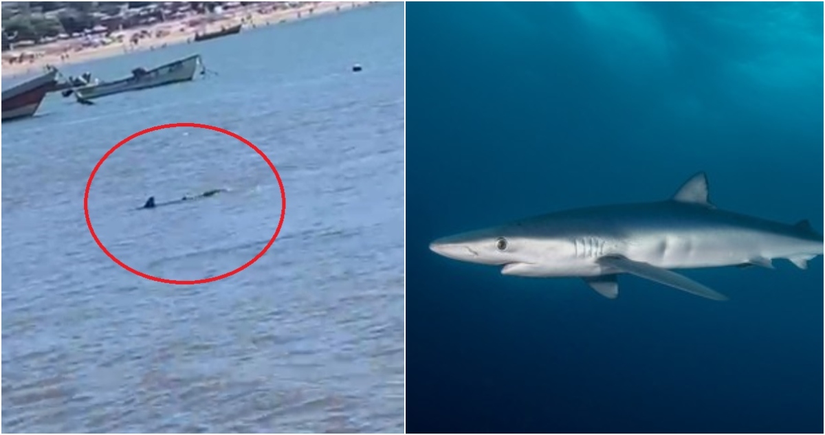 Tiburón en Dichato