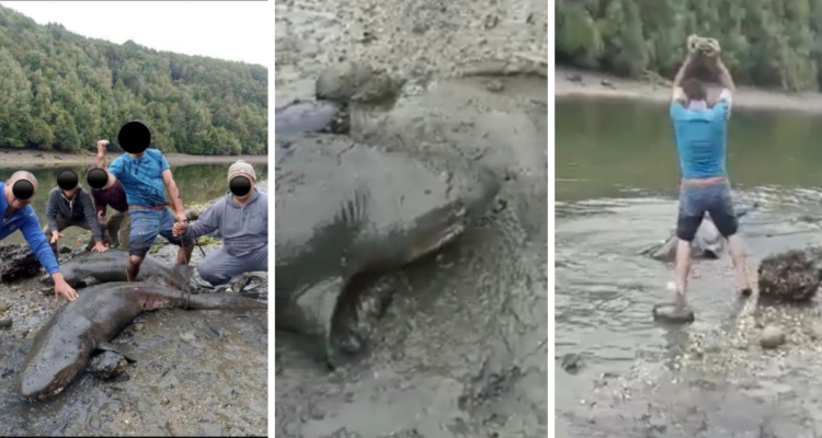 Denuncian matanza de tiburones en Queilen: los amarraron por la cola y apedrearon en el cráneo