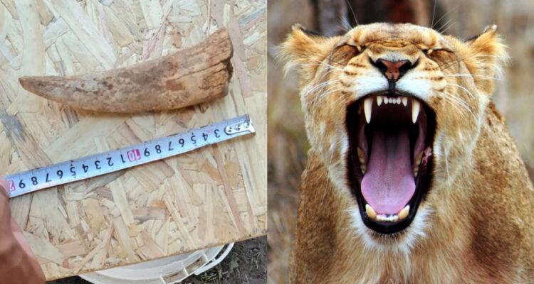 Encuentran restos de un tigre dientes de sable en Argentina