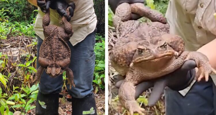 Por qué sacrificaron a Toadzilla, el sapo gigante de caña hallado en Australia