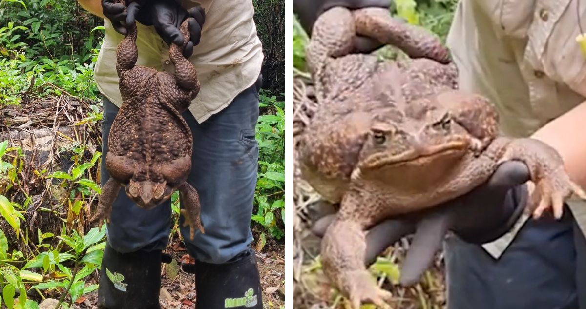 Por qué sacrificaron a Toadzilla, el sapo gigante de caña hallado en Australia