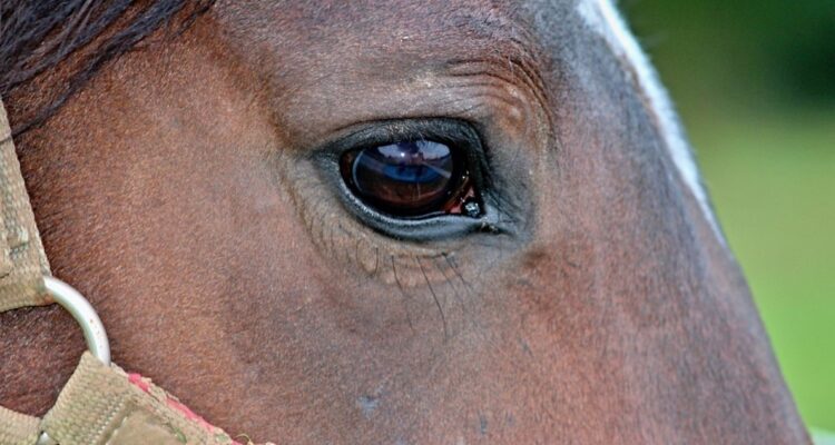 Yegua faenada en Los Ángeles