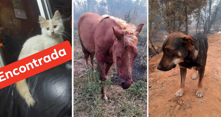 Mascotas Perdidas y Encontradas Incendios 2023