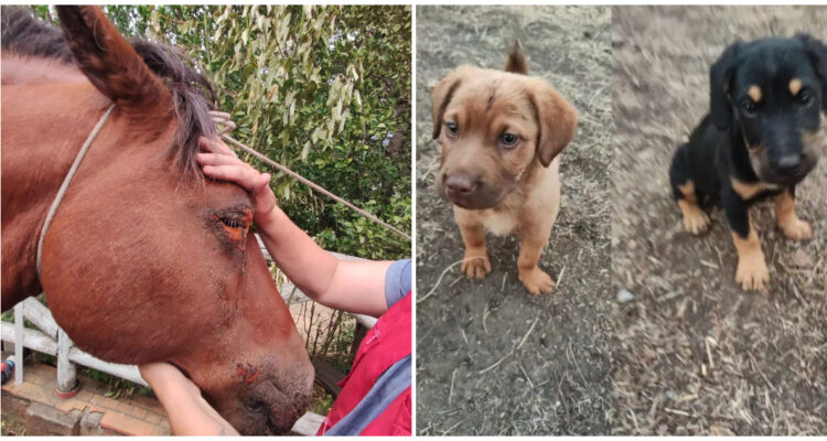 Animales en Santa Juana