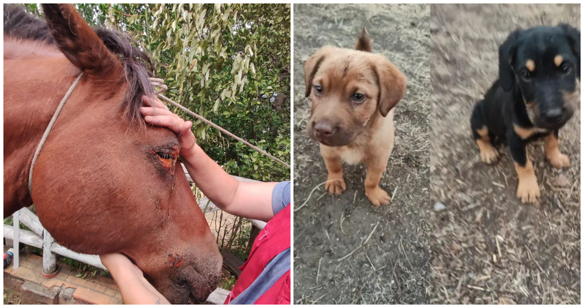 Animales en Santa Juana